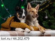 Два щенка рыжий и трехцветный в желтом шарфе лежат рядом и смотрят вбок на фоне новогодней елки в студии. Стоковое фото, фотограф Юлия Зубкова / Фотобанк Лори