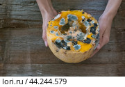 female hands holding a spoiled moldy pumpkin. Стоковое фото, фотограф Екатерина Золина / Фотобанк Лори