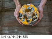 female hands holding a spoiled moldy pumpkin. Стоковое фото, фотограф Екатерина Золина / Фотобанк Лори