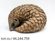 A pangolin curled up in its defensive position, scales tightly packed. Стоковое AI-изображение, AI-художник Veniamin Kraskov / Фотобанк Лори