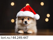 Infant doggo in scarlet Santa hat during Christmas. Стоковое AI-изображение, AI-художник Анастасия Золотницкая / Фотобанк Лори