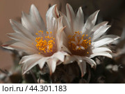 Flowering cactus Turbinicarpus, macro shot. Стоковое фото, фотограф Александр Курлович / Фотобанк Лори