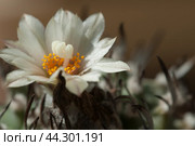 Flowering cactus Turbinicarpus, macro shot. Стоковое фото, фотограф Александр Курлович / Фотобанк Лори