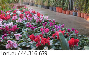 Plantation of Cyclamen persicum bushes blooming with pink, magenta and carmine flowers grown in pots for sale in hothouse. Popular ornamental plant for home decor. Стоковое видео, видеограф Яков Филимонов / Фотобанк Лори
