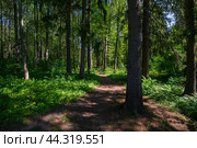 Path or route in summer green forest foliage, big trees. Peaceful outdoor scene, wild woods nature landscape. Route at forest at sunny summer day. Nature, ecology, tourism and travel concept in Russia. Стоковое фото, фотограф Евгений / Фотобанк Лори