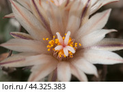 Flowering cactus Turbinicarpus flaviflorus, macro shot. Стоковое фото, фотограф Александр Курлович / Фотобанк Лори
