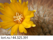 Flowering cactus Parodia, closeup, local focus. Стоковое фото, фотограф Александр Курлович / Фотобанк Лори