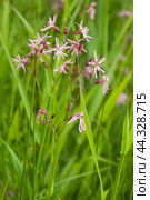 Silene nutans flowering in a meadow, close up. Стоковое фото, фотограф Александр Курлович / Фотобанк Лори