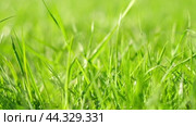 Juicy bright green grass in sunlight. Close up. Lawn background. Texture of new grass growing in field. Meadow on warm sunset or sunrise time. Tranquil nature scene. Golden hour. Greenery, dew drops. Стоковое видео, видеограф Марина Демидюк / Фотобанк Лори