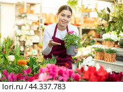 Woman seller holding ranunculus asiatica in flower shop. Стоковое фото, фотограф Яков Филимонов / Фотобанк Лори