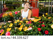 Young girl choosing hibiscus in flower-pots in plants market. Стоковое фото, фотограф Яков Филимонов / Фотобанк Лори