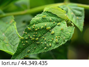 Ants and Aphids. Insect pests. Little black aphid Colony on a green leaf. Lice pest infestation. Aphids on the stem and leaves of a plant. Hemiptera, Caterpillar eating leaf. Garden Parasite Macro. Стоковое AI-изображение, AI-художник Марина Демидюк / Фотобанк Лори