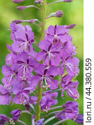 Fireweed flowers close up in the meadow. Chamaenerion angustifolium. Стоковое фото, фотограф Александр Курлович / Фотобанк Лори