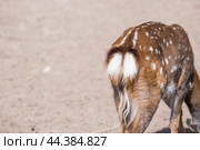 Portrait. A small fawn walks in a paddock on a ranch, on a private eco-farm or in a contact zoo. Animal husbandry. Love for animals. Стоковое фото, фотограф Photojuli / Фотобанк Лори
