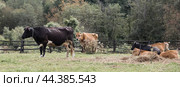 Livestock. Cows graze in a meadow. The concept of animal husbandry and rural life. Chipping of animals. A pet on an eco-farm. Agricultural industry. Стоковое фото, фотограф Photojuli / Фотобанк Лори
