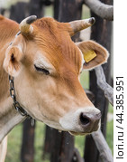 Livestock. Cows graze in a meadow. The concept of animal husbandry and rural life. Chipping of animals. A pet on an eco-farm. Agricultural industry. Стоковое фото, фотограф Photojuli / Фотобанк Лори