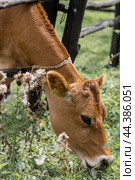 Livestock. Cows graze in a meadow. The concept of animal husbandry and rural life. Chipping of animals. A pet on an eco-farm. Agricultural industry. Стоковое фото, фотограф Photojuli / Фотобанк Лори