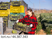 Hardworking young woman farmer loads crates with artichokes. Стоковое фото, фотограф Яков Филимонов / Фотобанк Лори