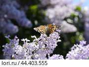 Butterfly Vanessa cardui on lilac flowers. Pollination blooming lilacs. Стоковое фото, фотограф Леонид Еремейчук / Фотобанк Лори