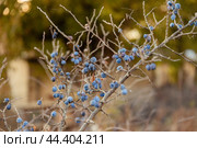 Colorful berries of thorns in October. Blue berries of blackthorn ripen on bushes. Autumn harvest concept. Стоковое фото, фотограф Ирина Михайличенко / Фотобанк Лори