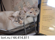 Кошачья дружба: домашние котики мать Олеся и её дочь Таня Feline friendship: pet cats mother Olesya and her daughter Tanya. Стоковое фото, фотограф Светлана Федорова / Фотобанк Лори