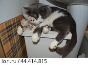 Кошачья дружба: домашние котики Маша и Карлос Friendly pet cats Masha and Carlos. Стоковое фото, фотограф Светлана Федорова / Фотобанк Лори