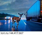 Deer doe is about to cross a road on foggy morning in front of car. Стоковое AI-изображение, AI-художник Владимир Григорьев / Фотобанк Лори