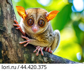 Tarsier monkey (Tarsius Syrichta) on the tree in natural jungle environment. Стоковое AI-изображение, AI-художник Veniamin Kraskov / Фотобанк Лори