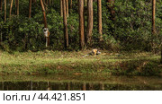 Verreaux's sifaka lemurs frolic on the riverbank. Animals endemic to Madagascar are sitting on the trunk of a tree, looking at the grass. Reflection in the water. Vakona Forest Reserve. Стоковое фото, фотограф Вера Ивановна Кубарева / Фотобанк Лори