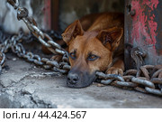 Helpless Abused dog locked in chains. Generate ai. Стоковое AI-изображение, AI-художник Иван Рябоконь / Фотобанк Лори