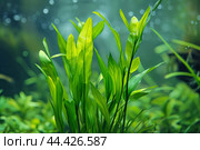 Verdant Aquatic plant vallisneria. Generate AI. Стоковое AI-изображение, AI-художник Иван Рябоконь / Фотобанк Лори