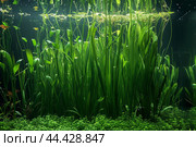 Hardy Aquatic plant vallisneria. Generate AI. Стоковое AI-изображение, AI-художник Иван Рябоконь / Фотобанк Лори