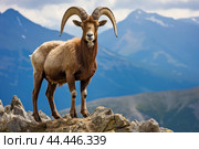 Mountain wild argali on the top of a rock against the backdrop of a mountain landscape. Стоковое AI-изображение, AI-художник Veniamin Kraskov / Фотобанк Лори