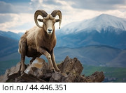 Mountain wild argali on the top of a rock against the backdrop of a mountain landscape. Стоковое AI-изображение, AI-художник Veniamin Kraskov / Фотобанк Лори