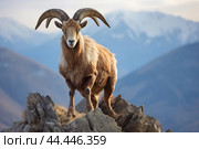 Mountain wild argali on the top of a rock against the backdrop of a mountain landscape. Стоковое AI-изображение, AI-художник Veniamin Kraskov / Фотобанк Лори