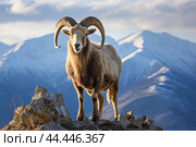 Mountain wild argali on the top of a rock against the backdrop of a mountain landscape. Стоковое AI-изображение, AI-художник Veniamin Kraskov / Фотобанк Лори