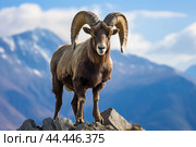 Mountain wild argali on the top of a rock against the backdrop of a mountain landscape. Стоковое AI-изображение, AI-художник Veniamin Kraskov / Фотобанк Лори