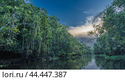 A calm river in the rain forest. Impenetrable thickets of tall tropical trees on the banks. Clouds in the blue sky. Reflection on the smooth surface of the water. Malaysia. Borneo. Kinabatangan River. Стоковое фото, фотограф Вера Ивановна Кубарева / Фотобанк Лори