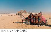 camel head against the background of the Cheops pyramid in Giza Egypt (2021 год). Стоковое фото, фотограф Артем Курутин / Фотобанк Лори