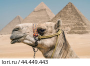 camel head against the background of the Cheops pyramid in Giza Egypt (2021 год). Стоковое фото, фотограф Артем Курутин / Фотобанк Лори