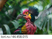 Captivating closeup of a vibrant southern cassowary amid lush foliage. Стоковое AI-изображение, AI-художник Иван Рябоконь / Фотобанк Лори