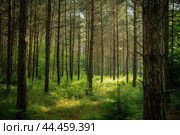Lush Beautiful trees in forest at morning. Generate Ai. Стоковое AI-изображение, AI-художник Иван Рябоконь / Фотобанк Лори