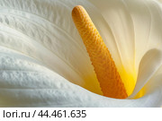 Close-up of a white peace lily spadix. Стоковое AI-изображение, AI-художник Иван Рябоконь / Фотобанк Лори