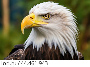 Bald eagle - haliaeetus leucocephalus closeup. Стоковое AI-изображение, AI-художник Veniamin Kraskov / Фотобанк Лори