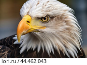Bald eagle - haliaeetus leucocephalus closeup. Стоковое AI-изображение, AI-художник Veniamin Kraskov / Фотобанк Лори