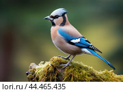 Eurasian jay - garrulus glandarius. Стоковое AI-изображение, AI-художник Veniamin Kraskov / Фотобанк Лори