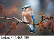 Eurasian jay - garrulus glandarius. Стоковое AI-изображение, AI-художник Veniamin Kraskov / Фотобанк Лори
