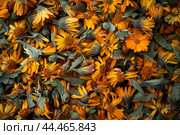 Vibrant orange gazania flowers in full bloom. Стоковое AI-изображение, AI-художник Иван Рябоконь / Фотобанк Лори