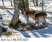 Doe stands resting on dry grass in the forest, in a natural habitat. spring sunny weather. Dama dama a medium-sized deer common in Europe. Стоковое фото, фотограф Павел Муравьев / Фотобанк Лори