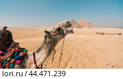 camel head against the background of the Cheops pyramid in Giza Egypt (2021 год). Стоковое фото, фотограф Артем Курутин / Фотобанк Лори